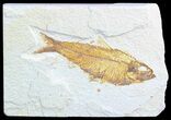 Bargain, Knightia Fossil Fish - Wyoming #50582-1